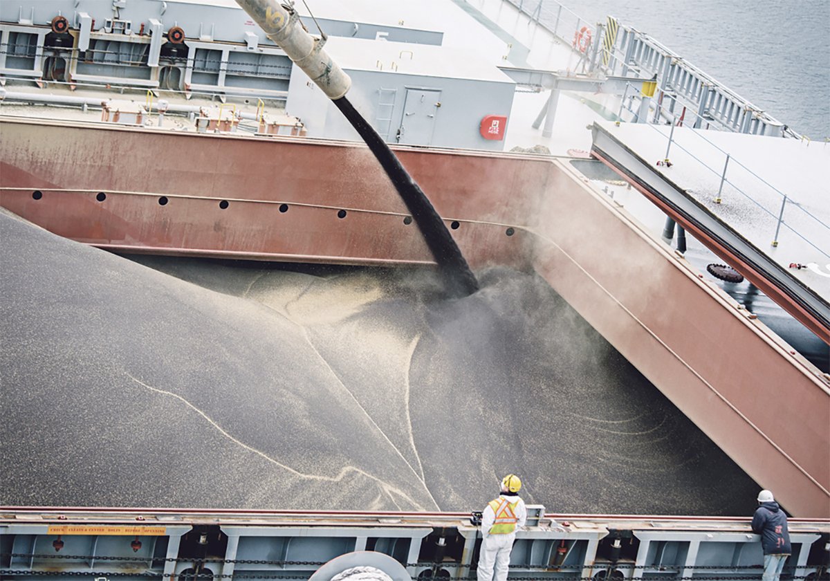 Bulk canola seed continues to flow from an auger into the nearly full hold of a bulk carrier ship at port.