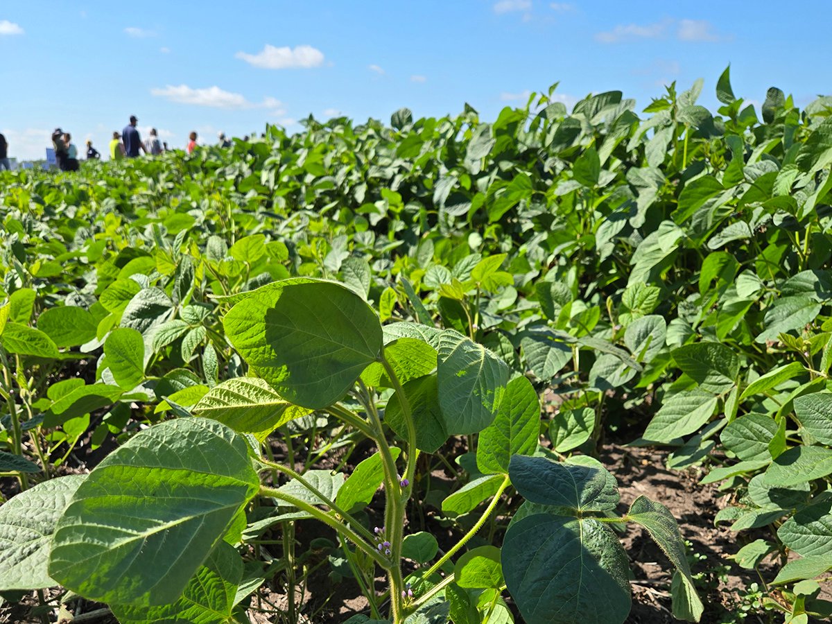 A Manitoba soybean crop, summer 2025.