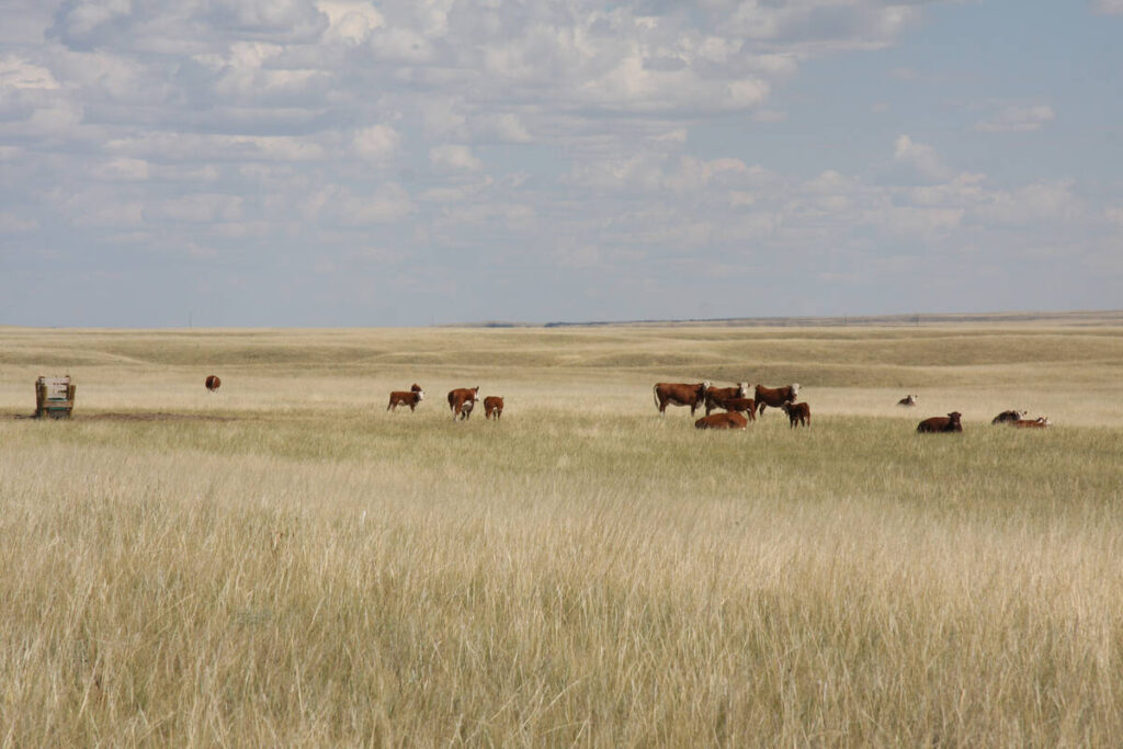 Cattle graze in a dry pasture under a mostly sunny sky with some puffy white clouds.