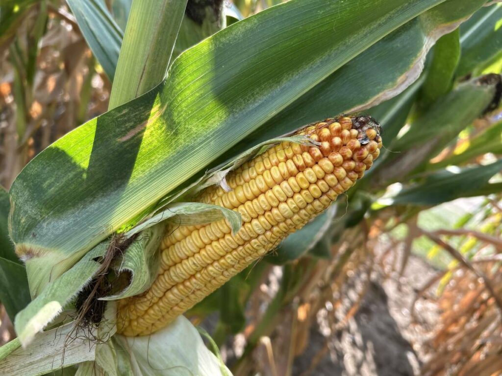 A ripe cob of corn on the stalk has had its husk peeled away exposing its yellow kernels.