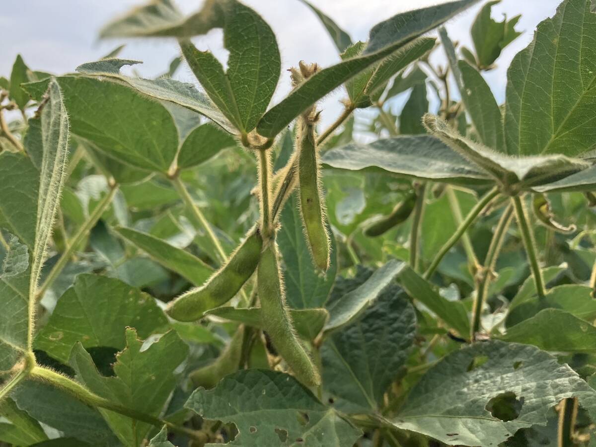 Close up of the pods on a soybean plant in a field near Selkirk, Manitoba in late August, 2024.