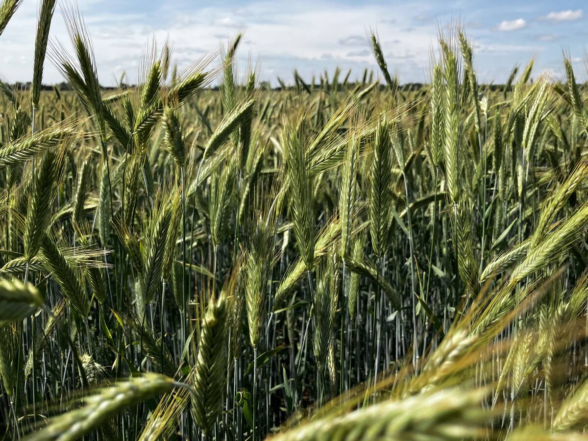 Fall rye ripens in June 2025 near Selkirk.