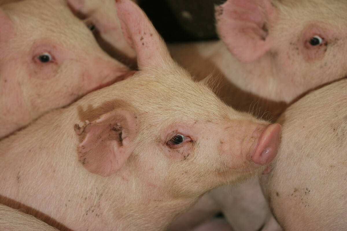 Pigs bunched together in an indoor pen.