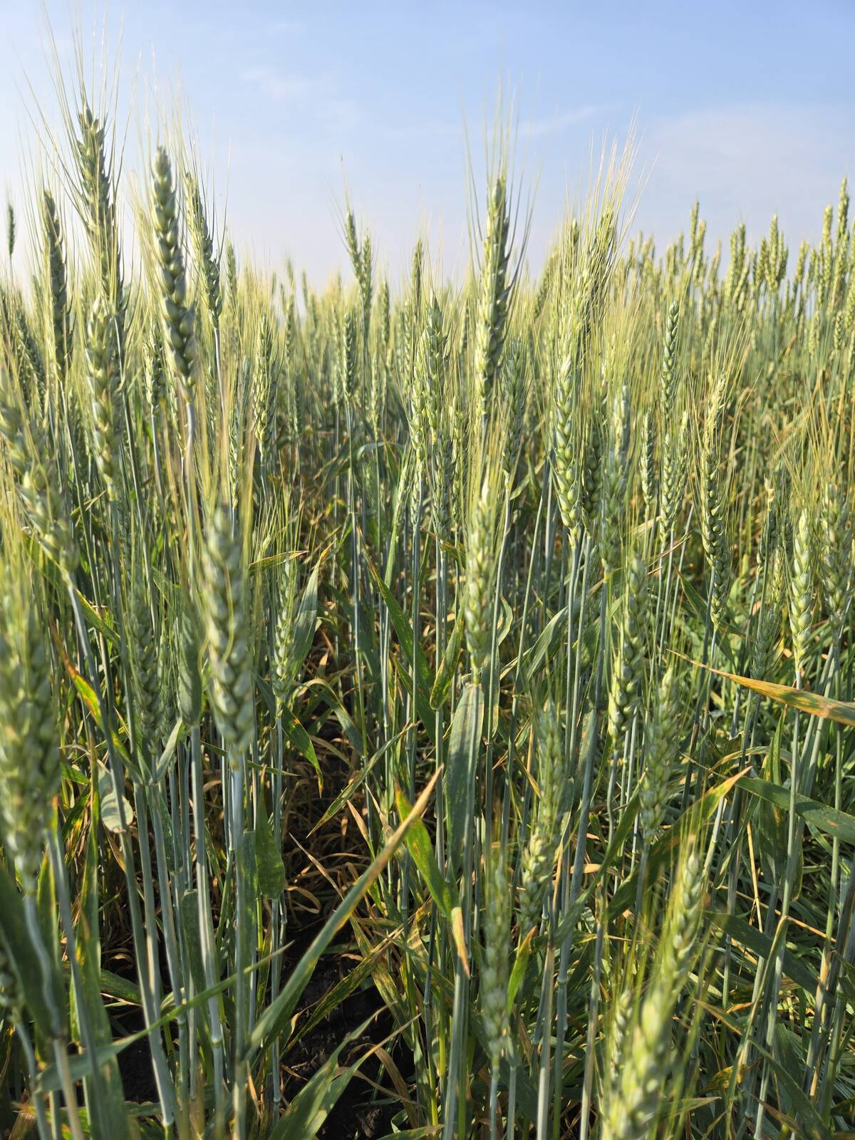 Wheat varieties on display at Agriculture and Agri-Food Canada research plots outside Brandon on Aug. 7, 2025.