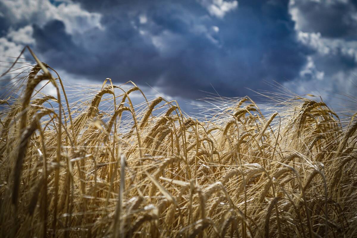 A low angle photo of a crop of ripe barley against a scattered dark clouds background.