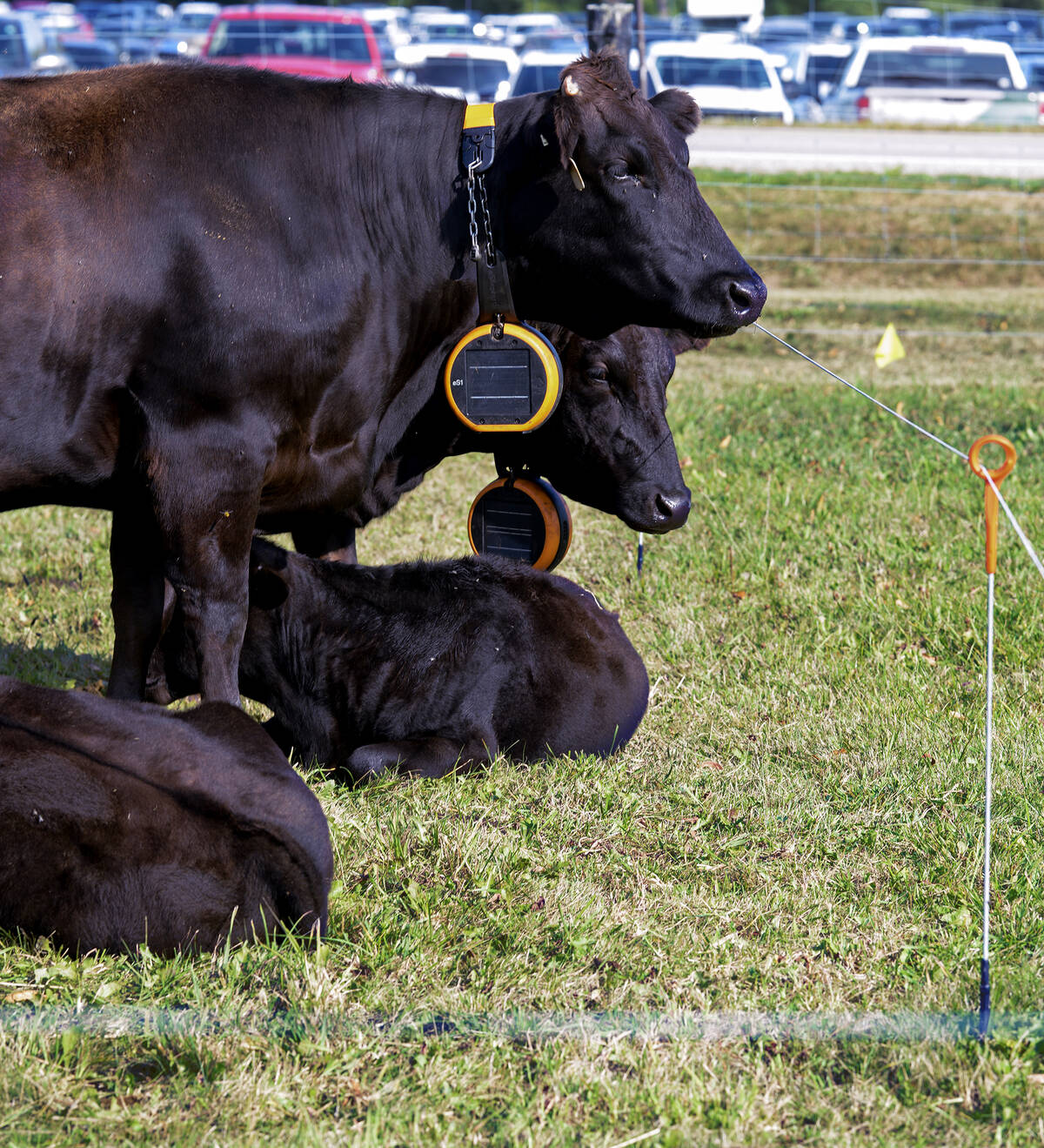 Gallagher's temporary fencing options along with the E-Shepherd collars, seen on two Waygu cows, and water solutions were featured as part of the rotational grazing demonstration at Canada's Outdoor Farm Show.