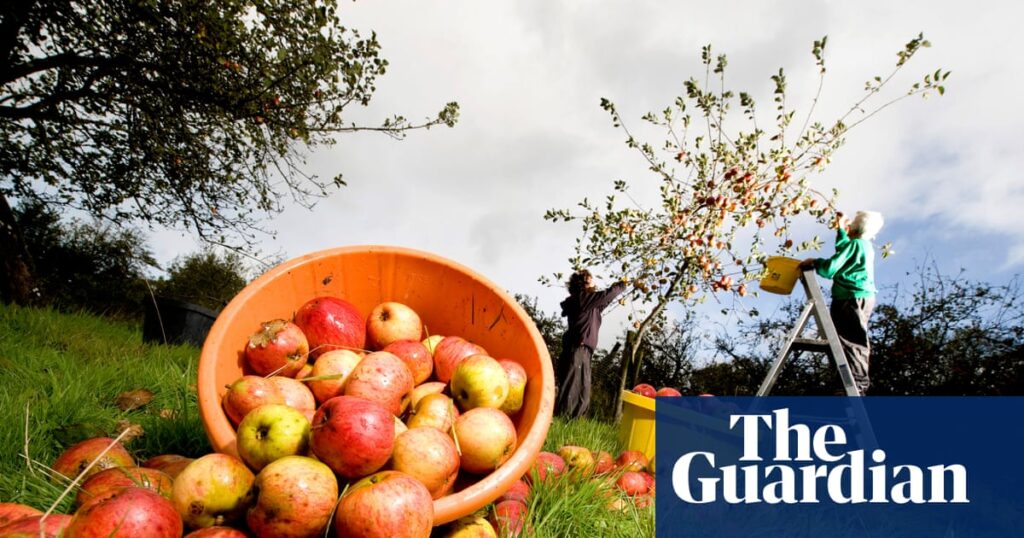 Heavenly harvest! 17 mouthwatering ways to use cider – from chorizo stew to sparkling sorbet | Cider