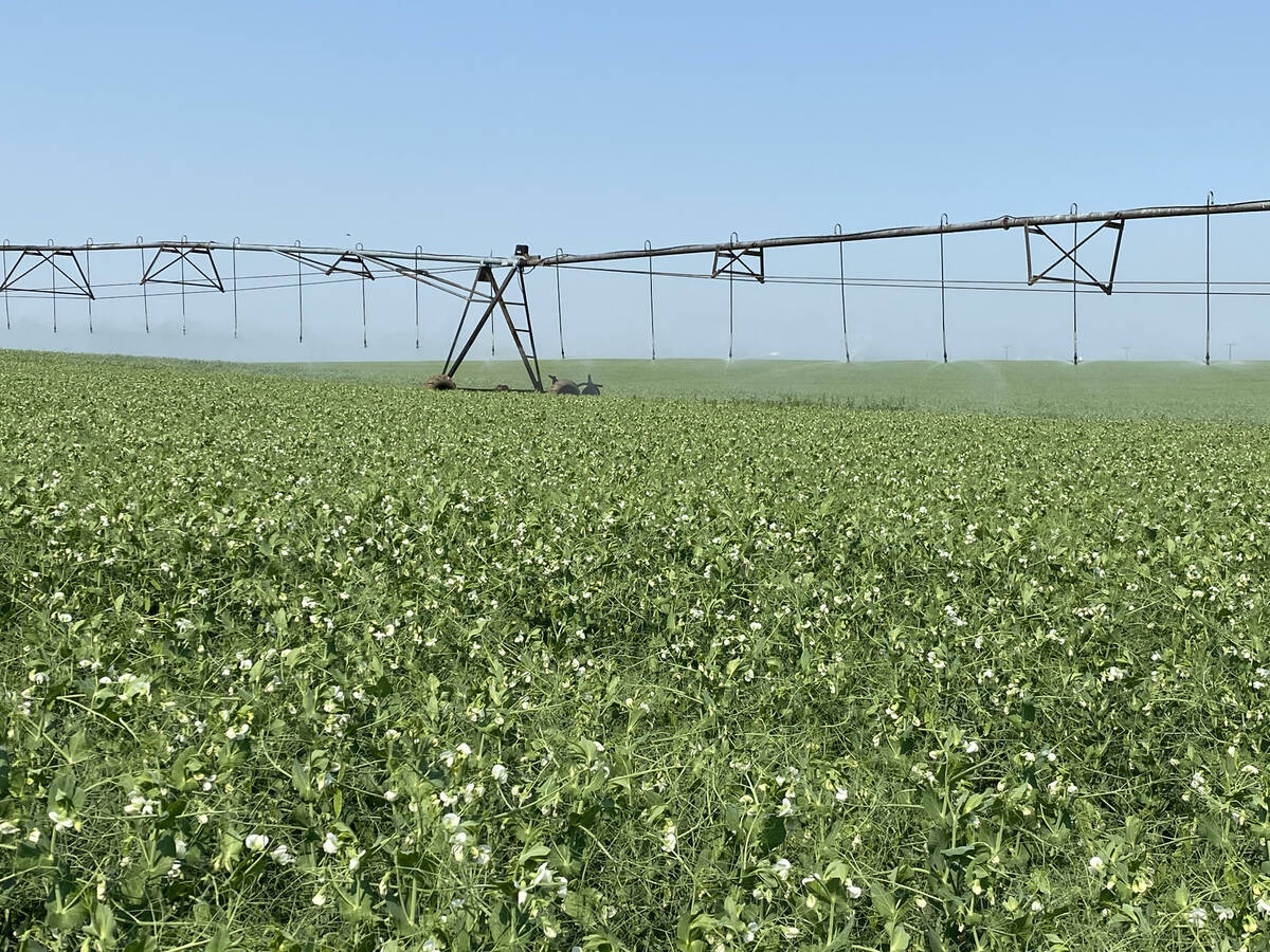 Peas in bloom are being irrigated by a section of pivot irrigation on a sunny day with a clear blue sky.