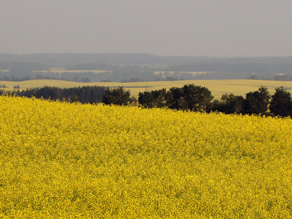 A canola field in northwestern Manitoba in full bloom.