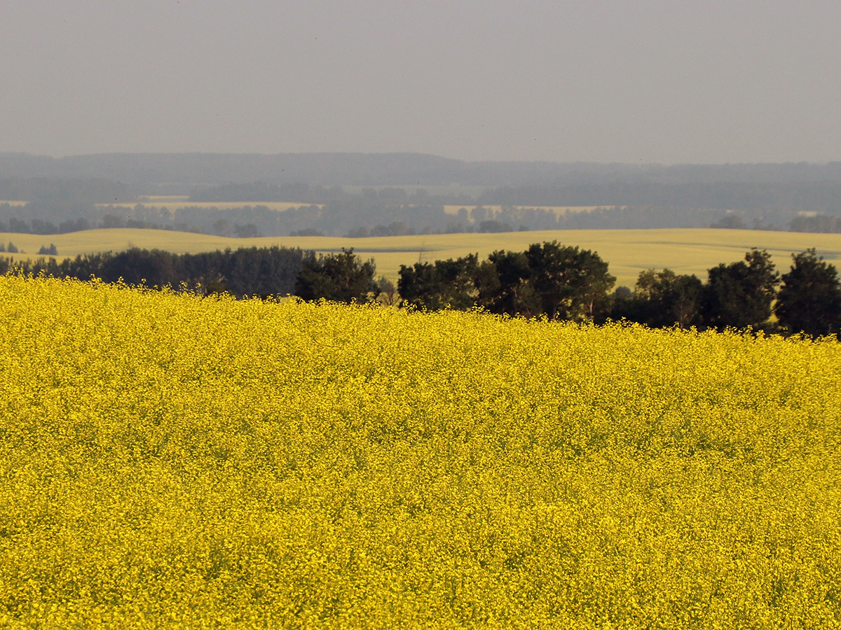 A canola field in northwestern Manitoba in full bloom.