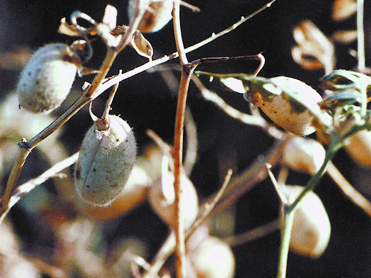 Close-up photo of chickpeas on the plant.