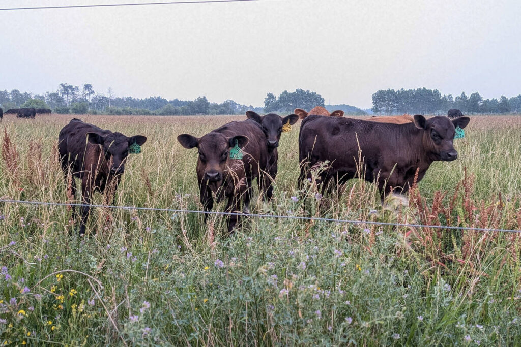 Four black calves stand in a pasture staring at the camera. High tensile wire from the pasture