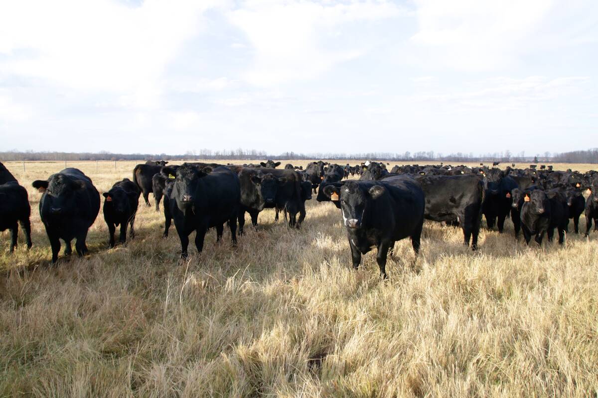 A herd of black angus cattle in a pasture.