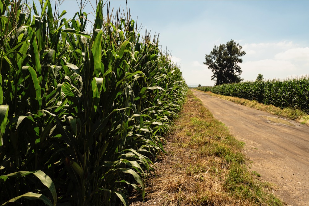 More corn, less wheat to be grown in Mexico says USDA attaché