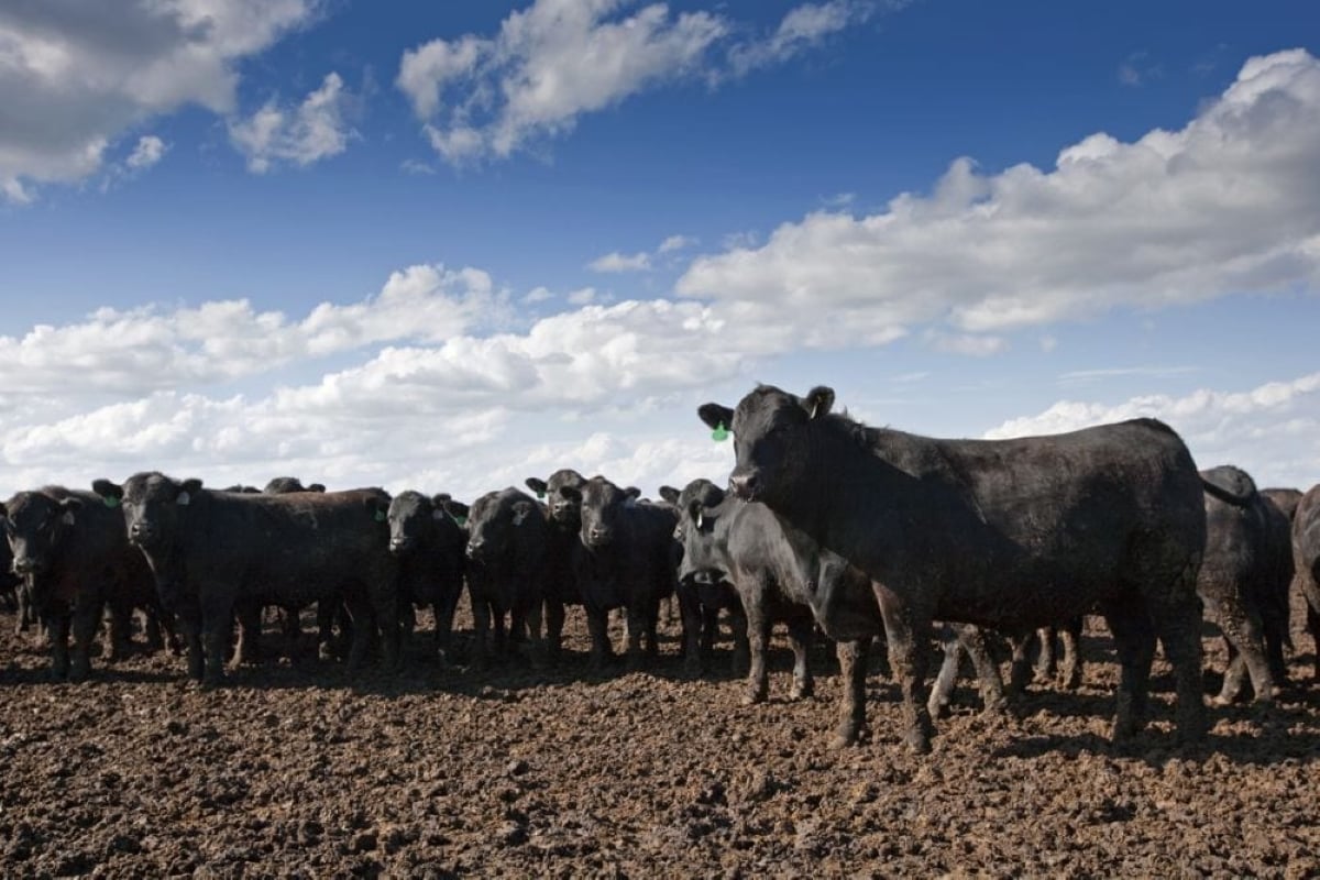 Black angus cattle in a feedlot pen.