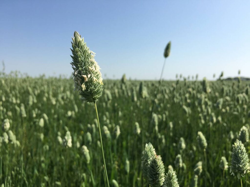 Canaryseed Wilcox, Sask. 