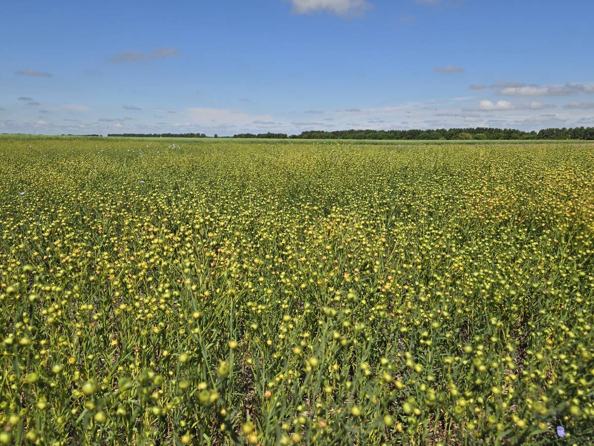 A field of flax at a Manitoba Crop Diversification Centre near Carberry, Manitoba, on August 6, 2025.
