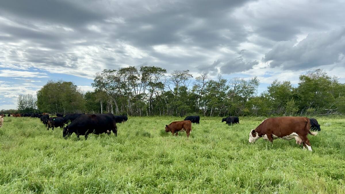 A cow herd on pasture. 