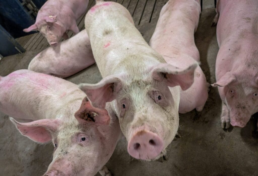 Quebec pork company calls for transparency around gene-edited pigs