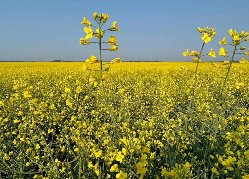 Two canola plants in full bloom stand above the field in the background.