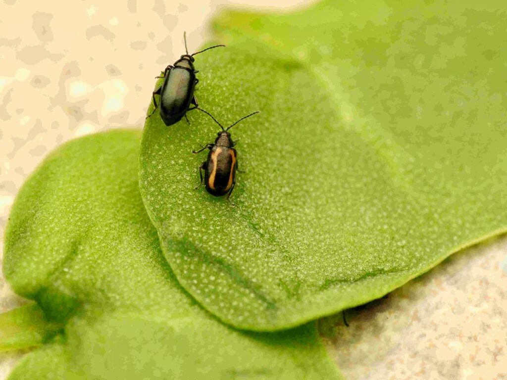 A close-up of two flea beetles, one a crucifer the other striped, sit on a green leaf.