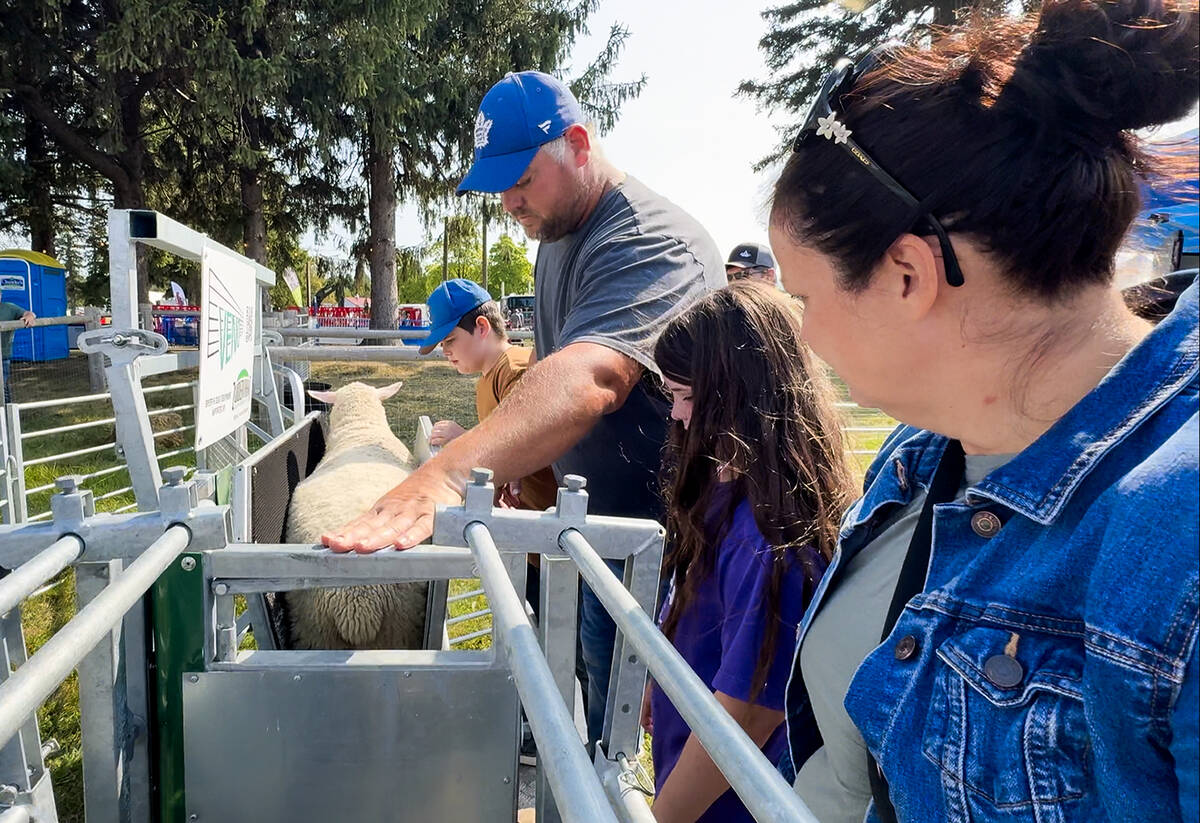 Louie Van Hooydonk, 11, far left, clamps a sheep in a base model Veno sheep handling system while his father, John, works the gate and his sister Charlotte, 10 and mother, Jennifer, wait their turn at Canada's Outdoor Farm Show's daily sheep demonstration.