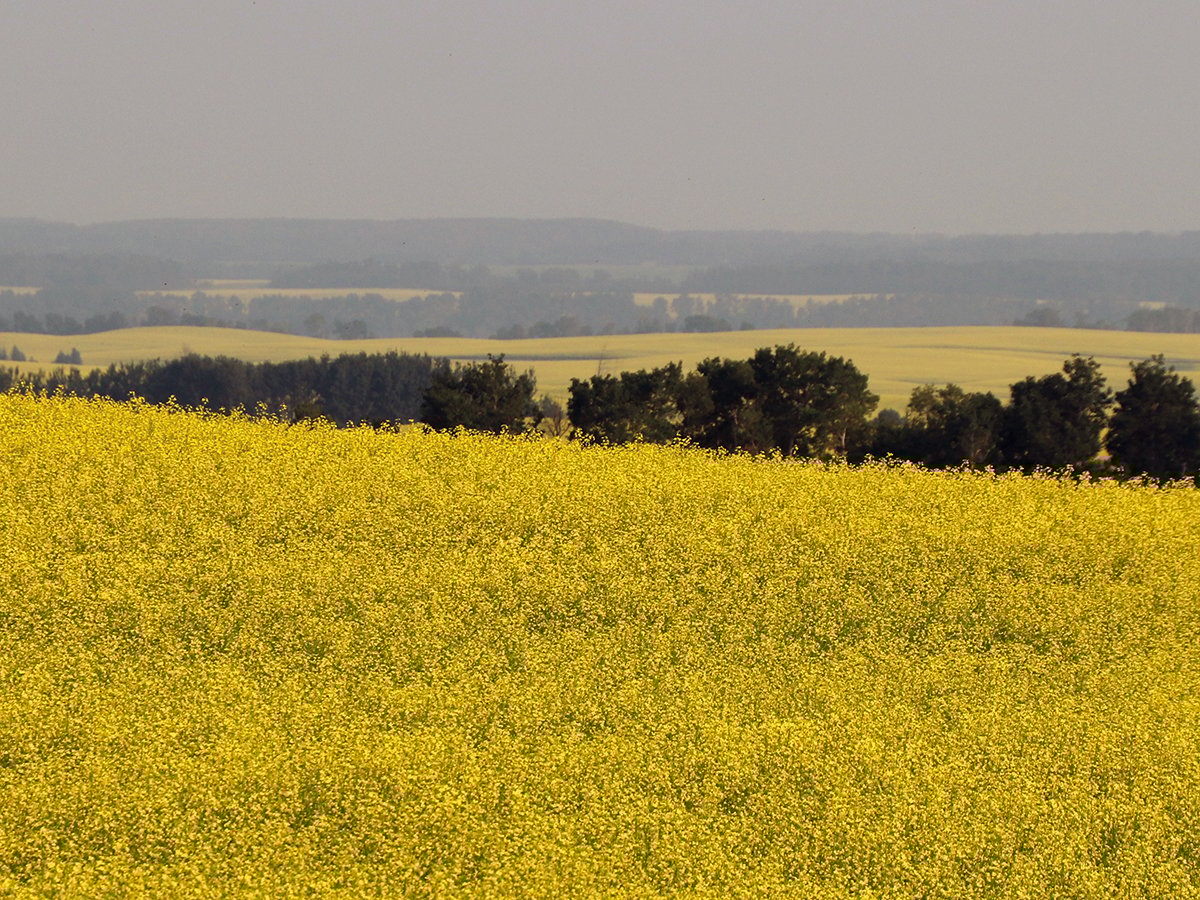 A canola field in northwestern Manitoba in full bloom.