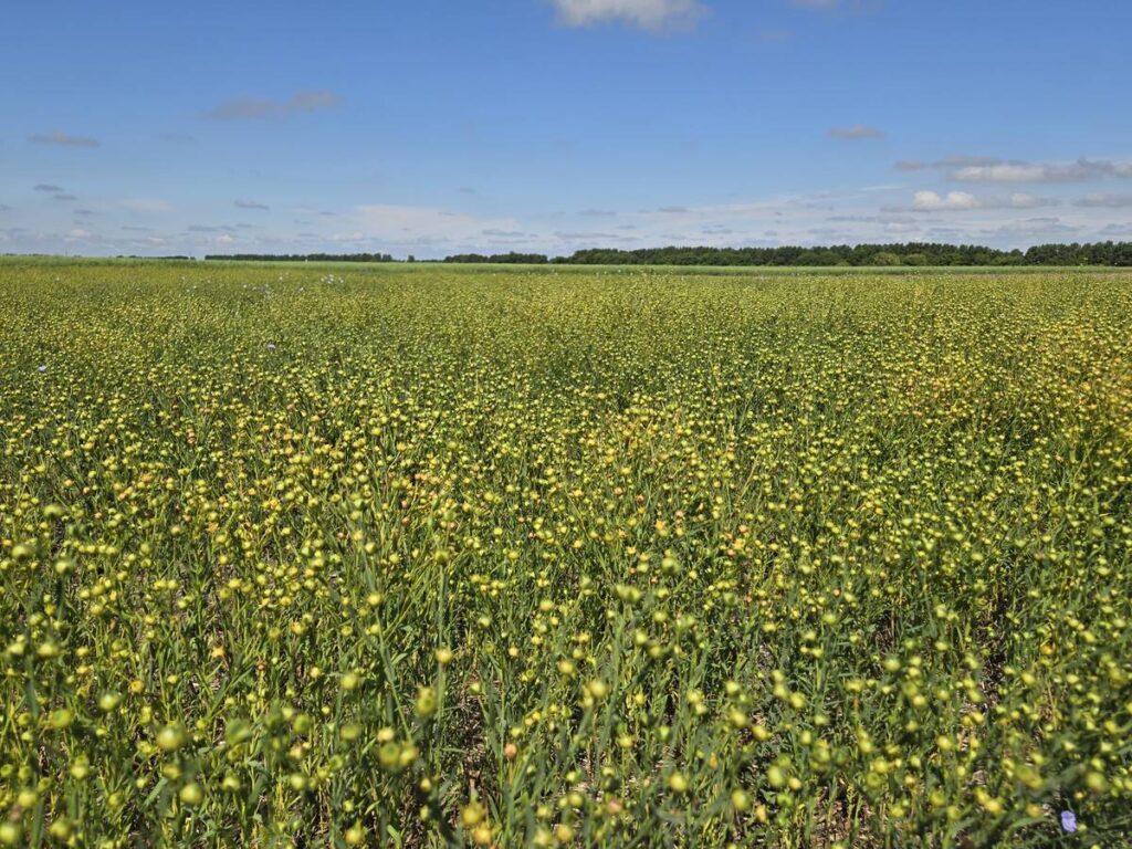 A field of flax at a Manitoba Crop Diversification Centre near Carberry, Manitoba, on August 6, 2025.
