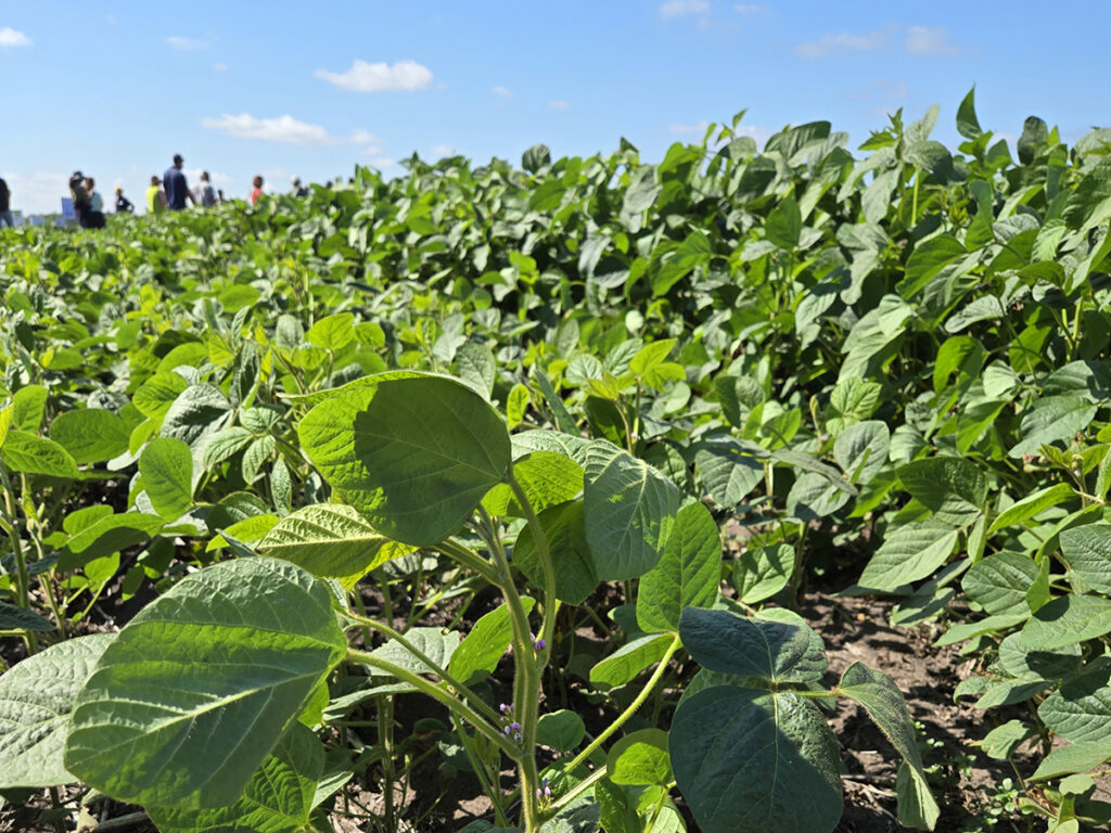 A Manitoba soybean crop, summer 2025.
