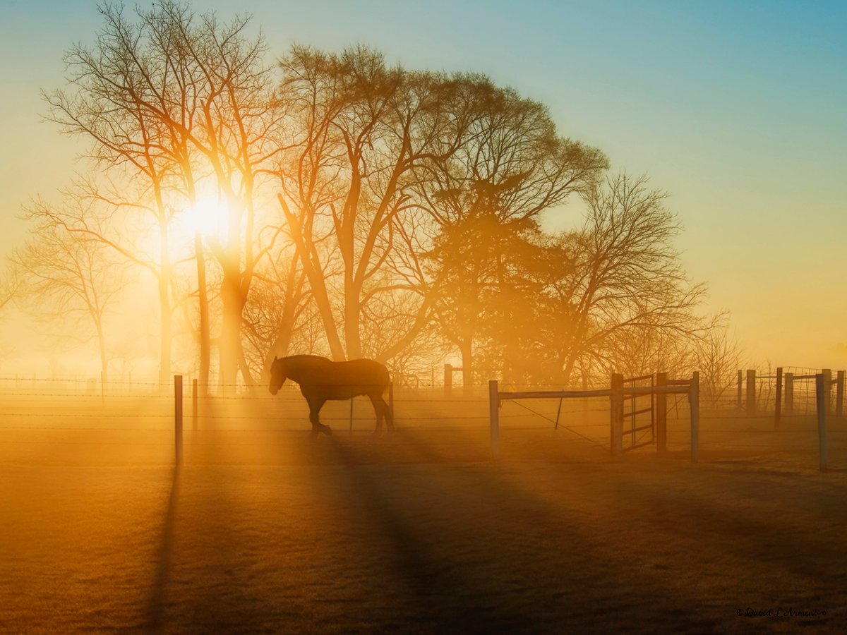 Fog surrounds a horse in a pen silhouetted against a rising sun with a large old tree in the background.