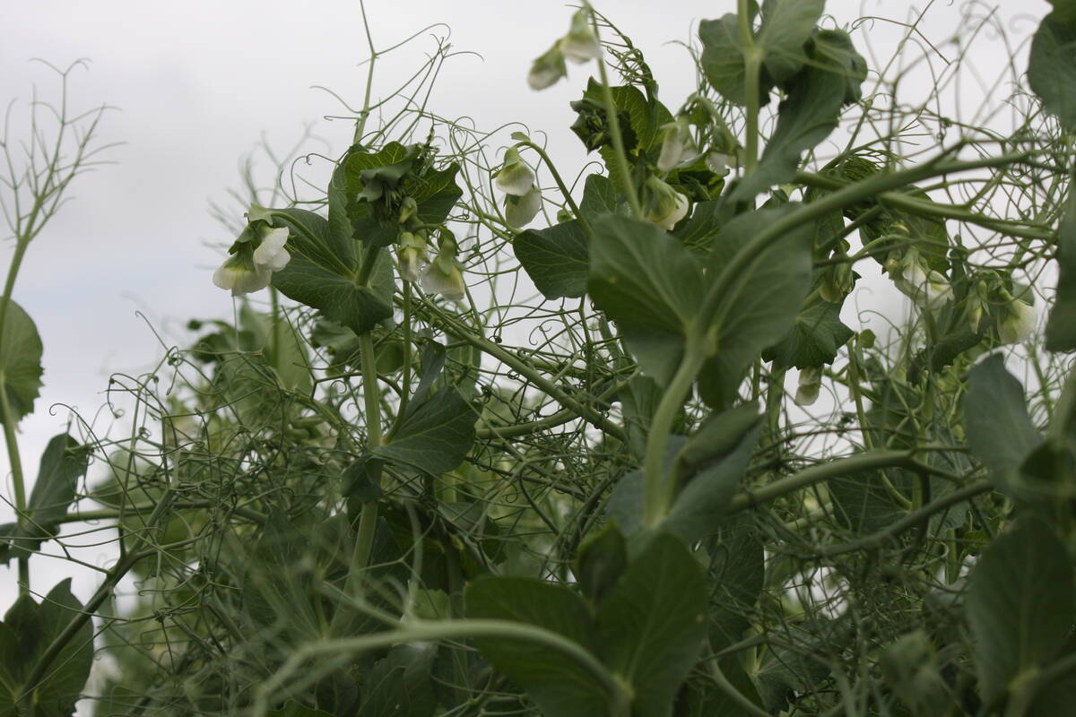 Field peas in flower at a Discovery Farm demonstration plot on July 4, 2023.