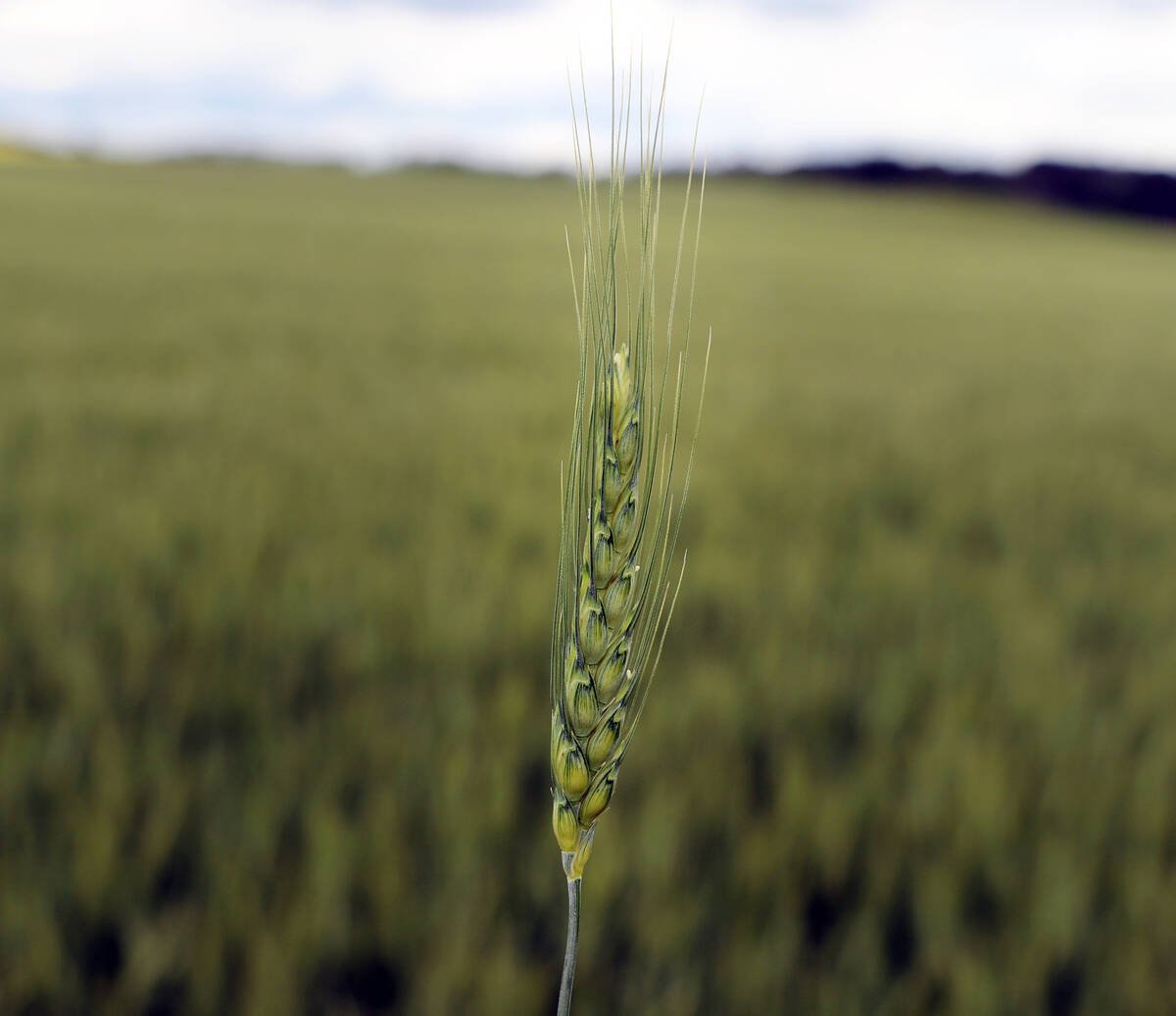 a lone spring wheat plant is in perfect focus while the rest of the field is blurred behind it.
