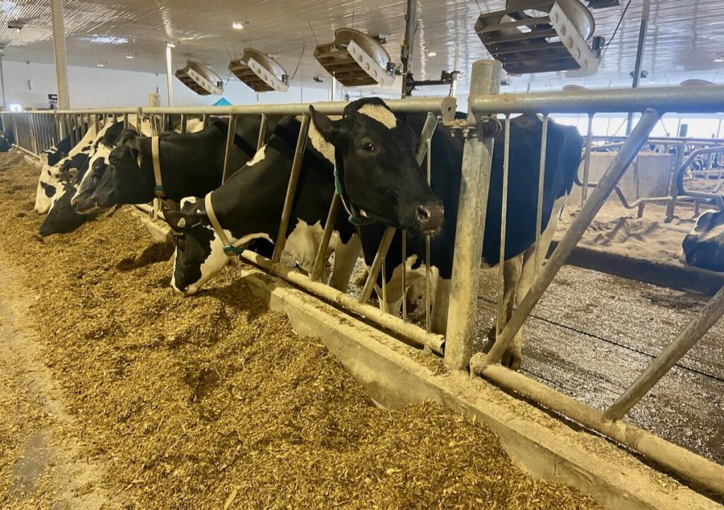 Dairy cows on a Canadian farm eating at a feed bunk. Ventilation fans are shown over top of them.