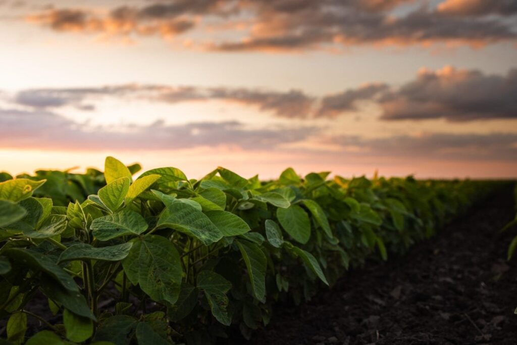 USDA considering economic aid for farmers this fall, says secretary