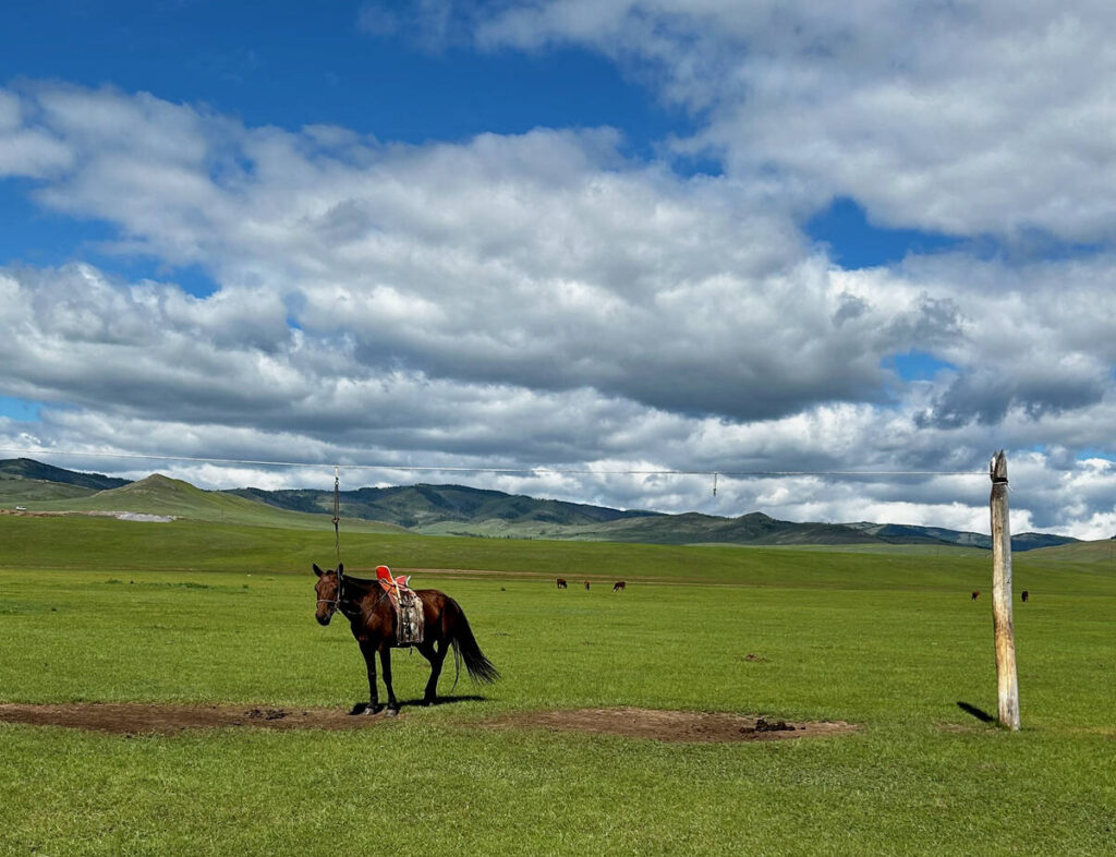 A green pasture at the base of some large hills has a few horses grazing in it under a blue sky with puffy white clouds in Mongolia.
