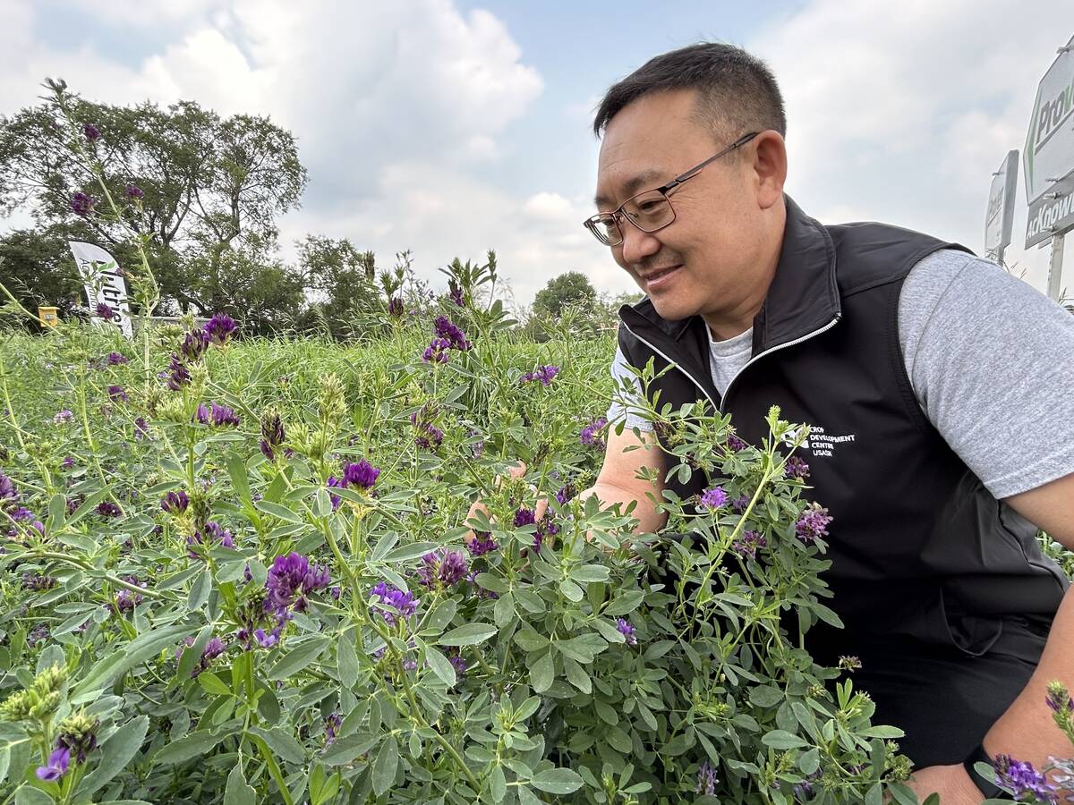 Bill Biligetu, forage crop breeder at the University of Saskatchewan, studies the purple flowers found in the alfalfa plots at the Ag in Motion farm show near Langham, Saskatchewan, in July, 2025.