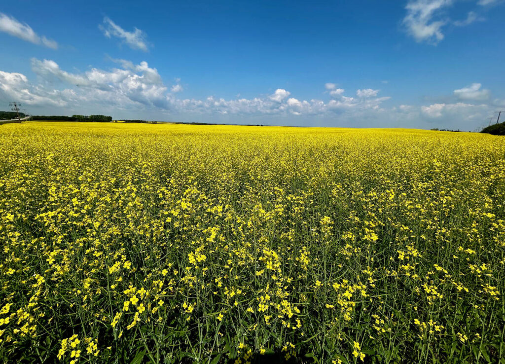 A canola field in full bloom beneath a blue sky with a few puffy white clouds.