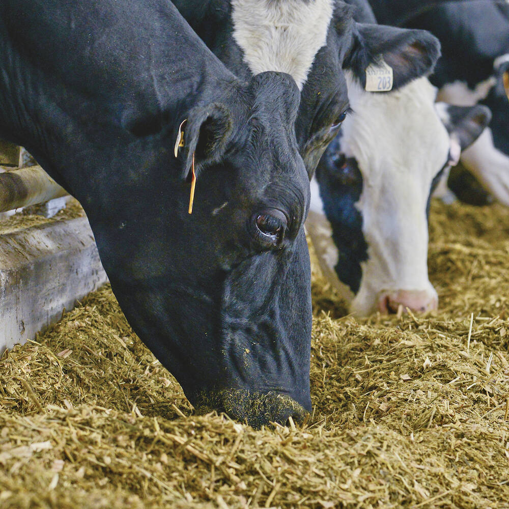 Dairy cows at the feed trough. PHOTO: DIANA MARTIN