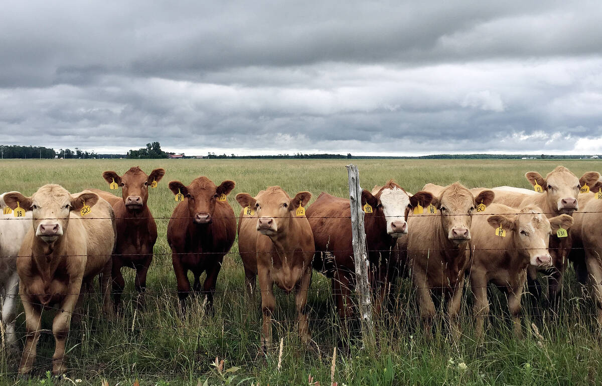 Beef cattle line up at a pasture fence under a cloudy sky.