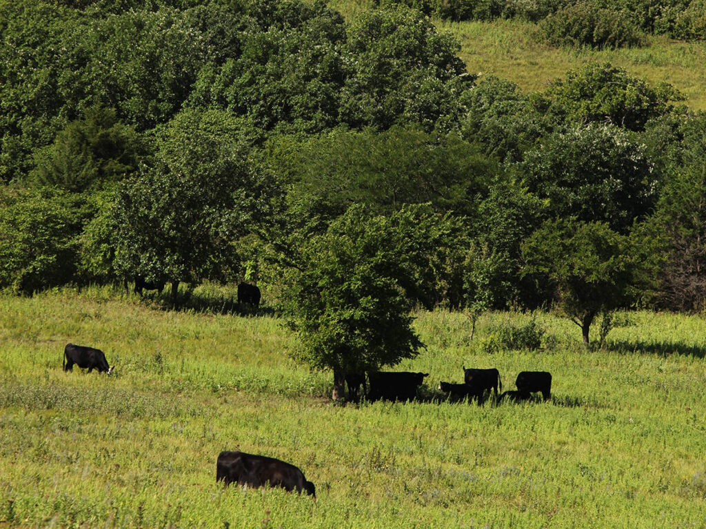 Cattle graze in a lush green valley pasture among the trees.