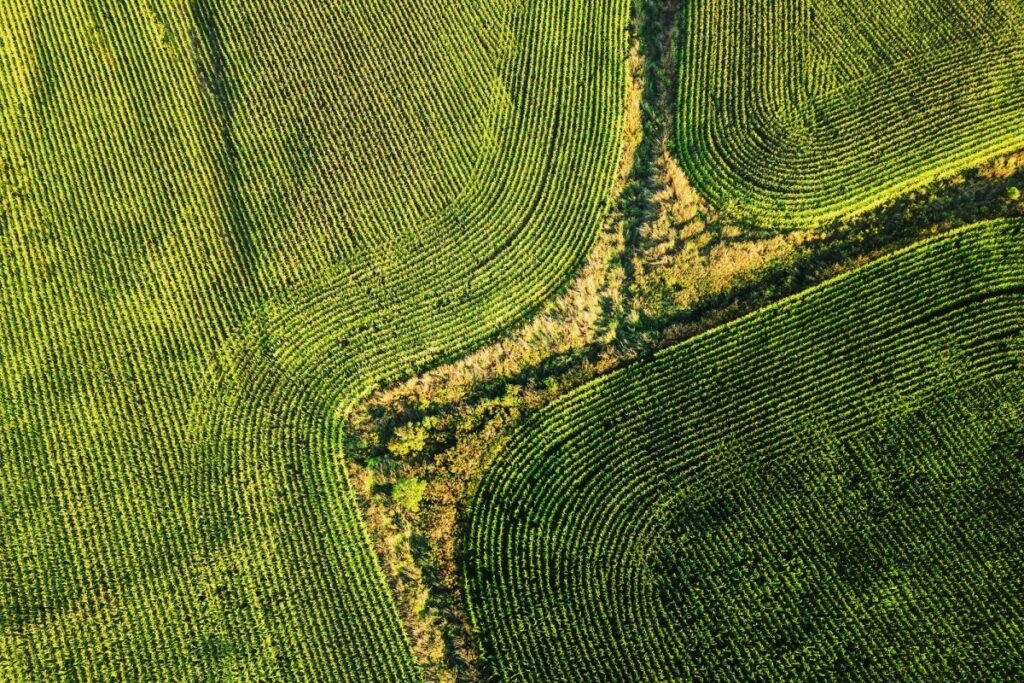 Drone view of corn ready for harvest.