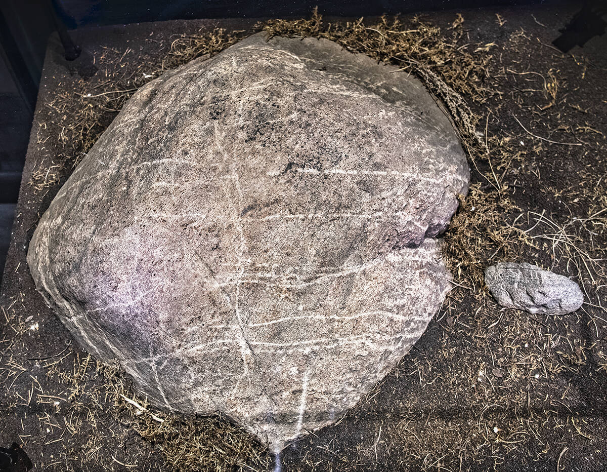 Ribstone petroglyph uncovered by the bison.