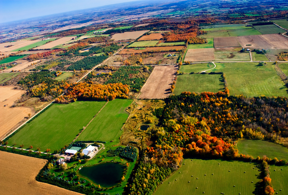 OSCIA executive director removed