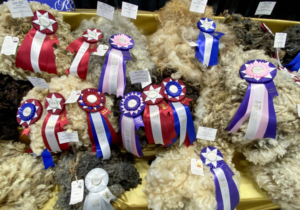 Award winnng fleece on display at the Royal Agricultural Winter Fair, November, 11, 2024. 