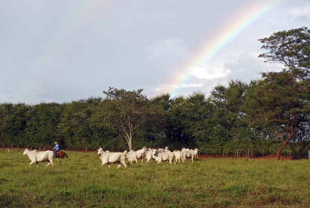 A rancher on horseback herds cattle in Minas Gerais State, Brazil. There is a rainbow in the cloudy sky terminating behind some trees in the distance.