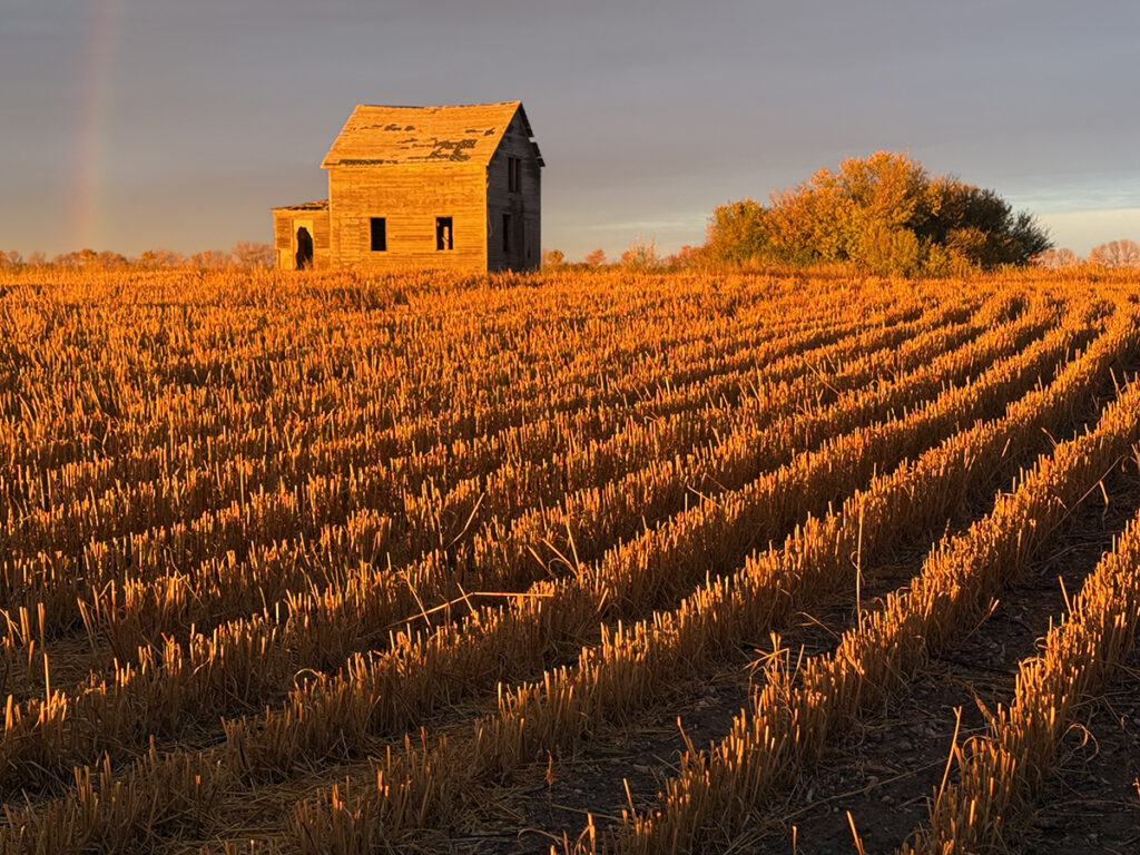 An abandoned farmhouse is bathed in warm morning light with the stalks of a freshly-harvested wheat crop in neat rows in the foreground.