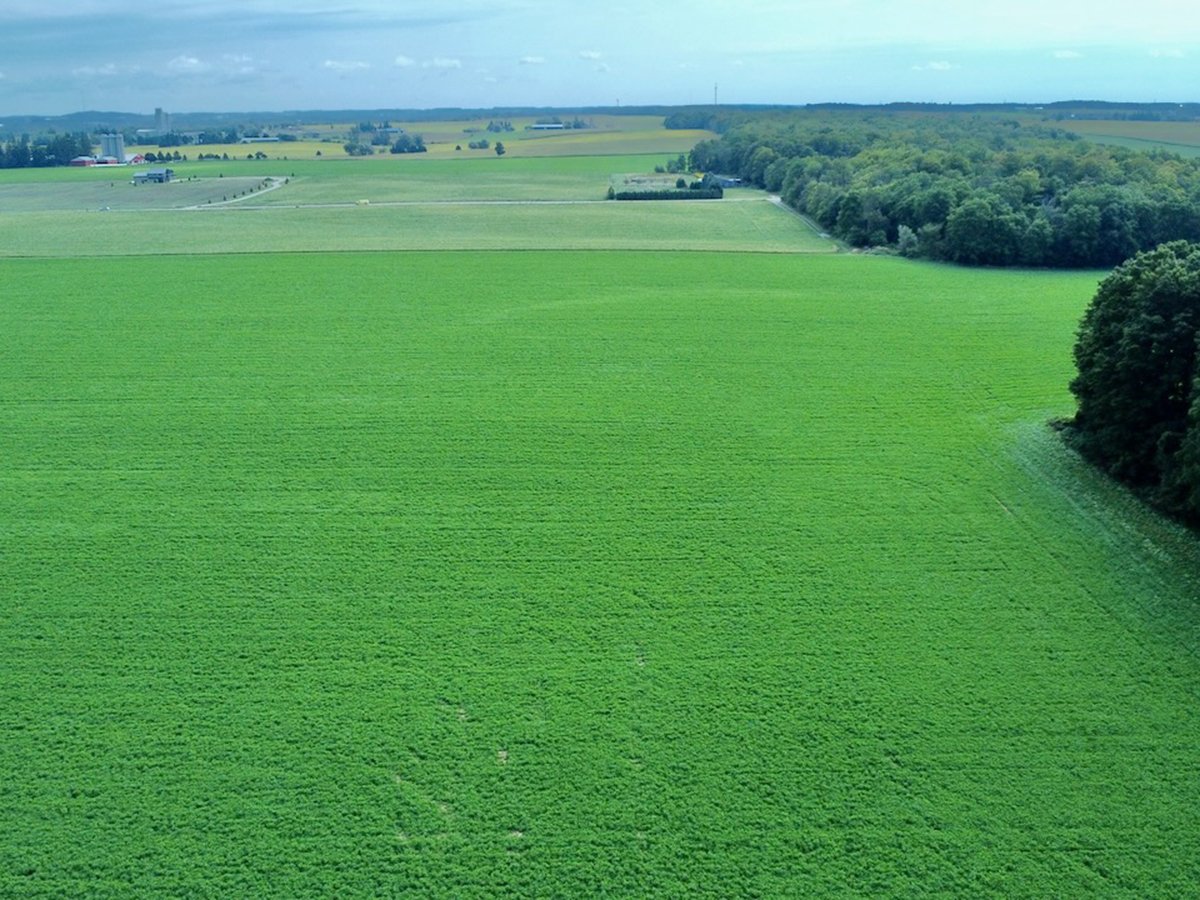 Green farm fields in Ontario.
