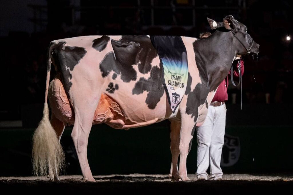 Lovhill Sidekick Kandy Cane was the Grand Champion Holstein at the 2025 World Dairy Expo.