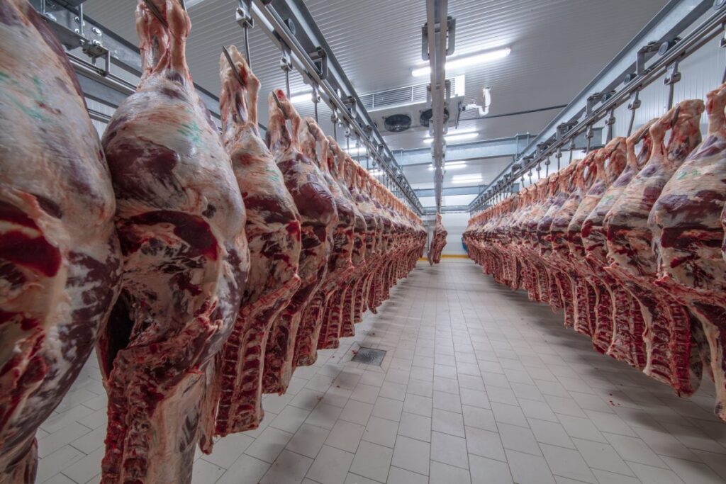 Hind quarters of beef hanging in a cooler.