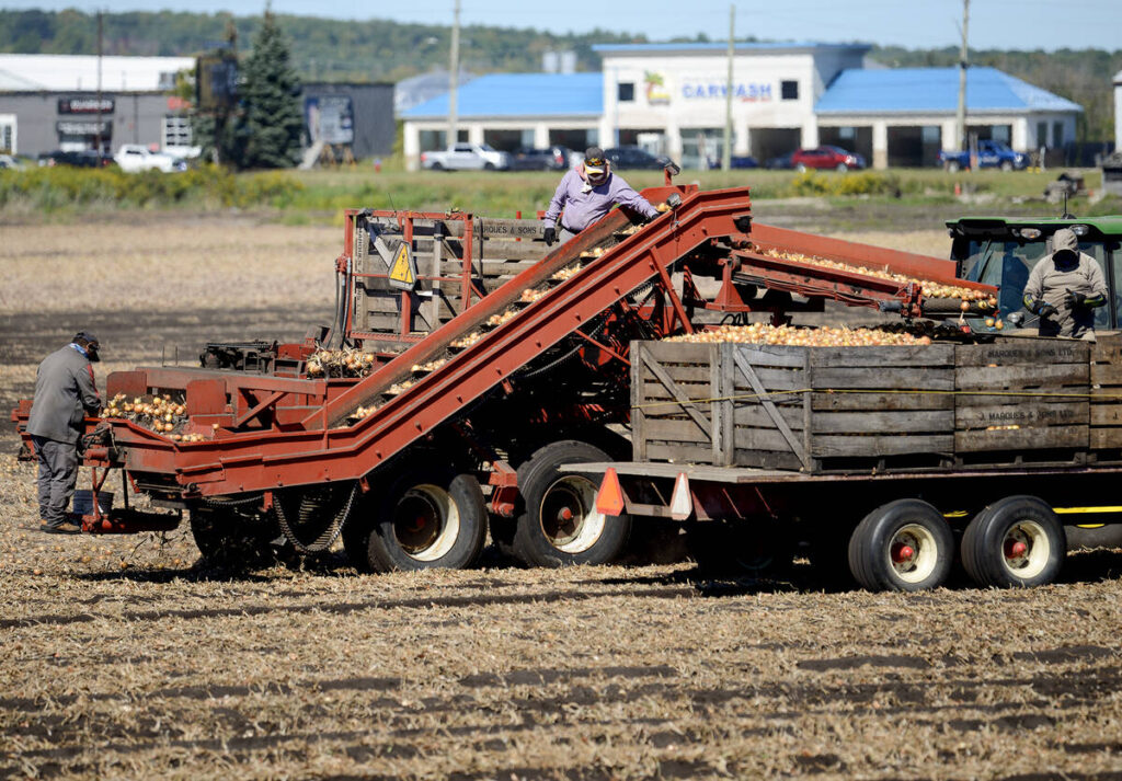 Workers busily sort onions during the height of harvest in one of the original &ldquo;small scheme&rdquo; fields that abut the busy streets of the Town of Bradford West Gwillimbury, Sept. 20, 2025.Photo Diana Martin 